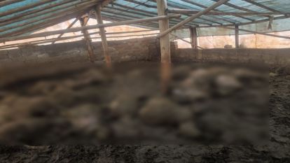 Arguvan'da çadıra giren kurt çok sayıda hayvanı telef etti