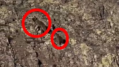 Doğanın Kalbinden Sıcak Görüntüler: Hekimhan'da Ayı Ailesi Görüldü