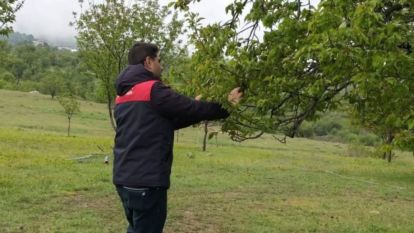 Malatya Valiliği Kayısıdaki Dolu Hasar Raporunu Açıkladı