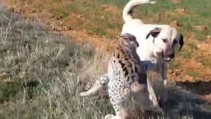 Malatyada Heyecan Yaratan Görüntü: Vaşak ve Köpeğin Kavgası