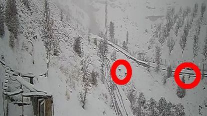 Malatya'da Kurt Sürüsü Köy Alanına İndi