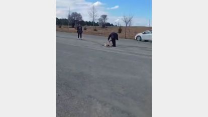 Sessiz Bir Canın Acısını O Duydu: Yaralı Patinin İmdadına Yetişen El