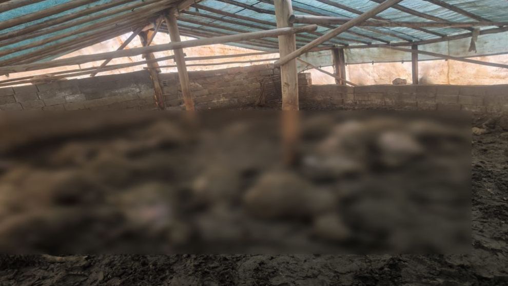 Arguvan'da çadıra giren kurt çok sayıda hayvanı telef etti