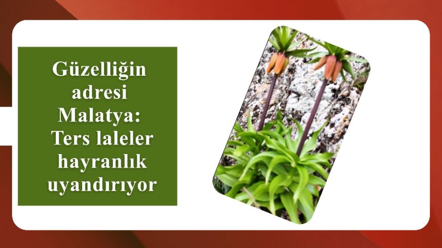 Güzelliğin adresi Malatya: Ters laleler hayranlık uyandırıyor