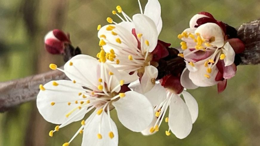 Malatya'da Kayısı Üreticisinin Zorlu Sınavı