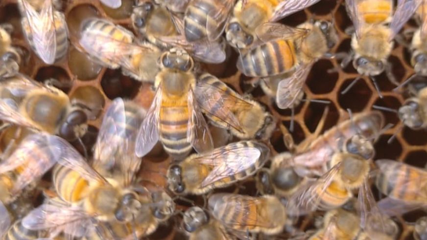 Malatya'nın hangi ilçesinde en kaliteli arı sütü üretiliyor?