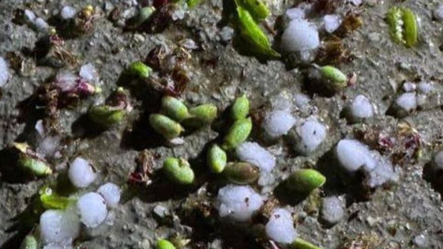 Vali Seddar Yavuz Dolu Hasarı İçin Talimat Verdi