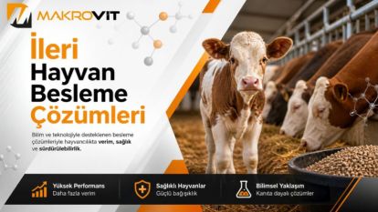 Süt İneklerinde Toksin Bağlayıcı Kullanımı Verim Performansını Nasıl Korur?