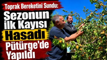 Toprak Bereketini Sundu: Sezonun İlk Kayısı Hasadı Pütürge'de Yapıldı