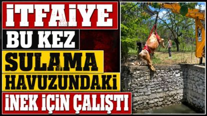 İtfaiye Bu Kez Sulama Havuzundaki İnek İçin Çalıştı