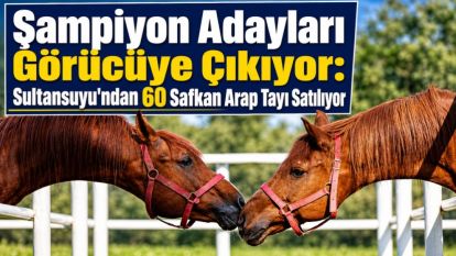 Şampiyon Adayları Görücüye Çıkıyor: Sultansuyu'ndan 60 Safkan Arap Tayı Satılıyor