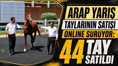 Arap Yarış Taylarının Satışı Online Sürüyor: 44 Tay Satıldı