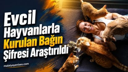 Evcil Hayvanlarla Kurulan Bağın Şifresi Araştırıldı