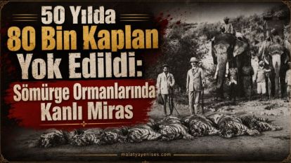 50 Yılda 80 Bin Kaplan Yok Edildi: Sömürge Ormanlarında Kanlı Miras