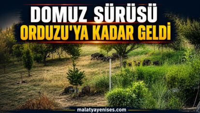 Domuz Sürüsü Orduzu'ya Kadar Geldi
