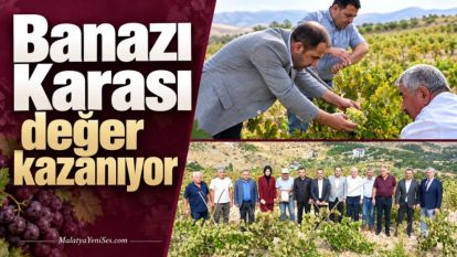 Banazı Karası değer kazanıyor