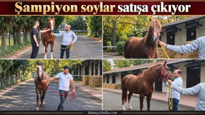 Şampiyon soylar satışa çıkıyor