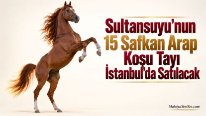  Sultansuyu'nun 15 Safkan Arap Koşu Tayı İstanbul'da Satılacak